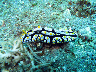 Warzenschnecke ((Phyllidia sp.)