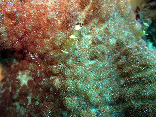 Pfauenaugen-Anemonengarnele - Periclimenes brevicarpalis