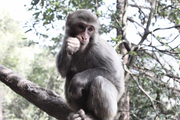 Monkey face