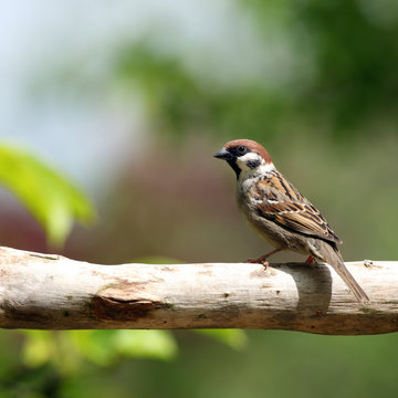 Eurasian Tree Sparrow, perching on a branch