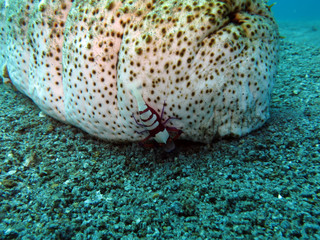 Braungepunktete Seewalze (Holothuria fuscopunctata)