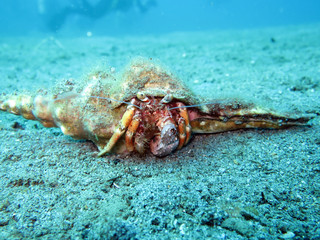 Einsiedlerkrebs, Anemoneneinsiedler (Dardanus pedunculatus)
