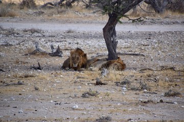 Namibia - Löwenfamilie 