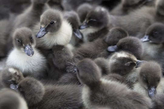 Cuddle Ducks