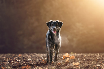 Australian Shepherd - Schäferhund Mix - Hübscher Hund auf einem Feld bei Sonnenuntergang