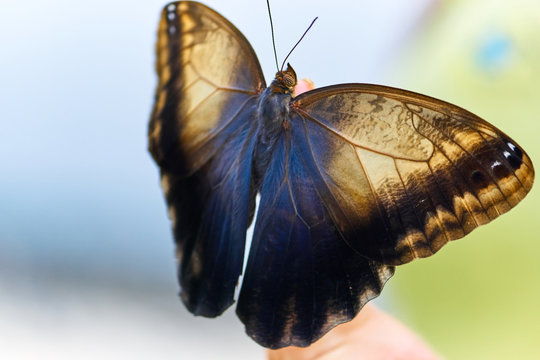 รูปภาพMotyl – เลือกดูภาพถ่ายสต็อก เวกเตอร์ และวิดีโอ8,153 | Adobe Stock