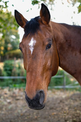 Cavallo al prato