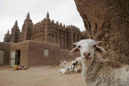 Portrait of a goat at Great mosque of Djenn?