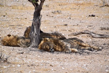 Namibia - Löwenfamilie 