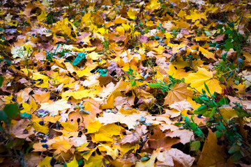 Yellow leaves on the ground, on green grass, fallen autumn foliage, autumn landscape