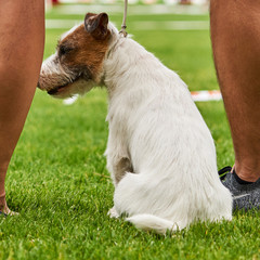 Rasowy jack russell terrier na wystawie psów rasowych.