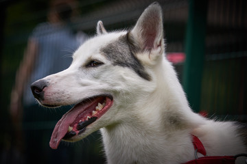 Porter pięknego psa Husky.