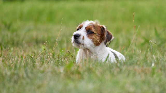 Szczeniak rasowy jack russell terrier na polanie w trawie.