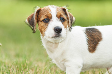 Szczeniak rasowy jack russell terrier na polanie w trawie. © Rajtar photography