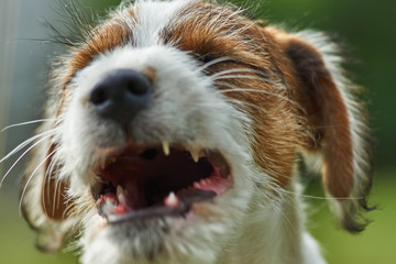 Szczeniak rasowy jack russell terrier na polanie w trawie. © Rajtar photography