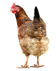 Brown hen isolated on white background.