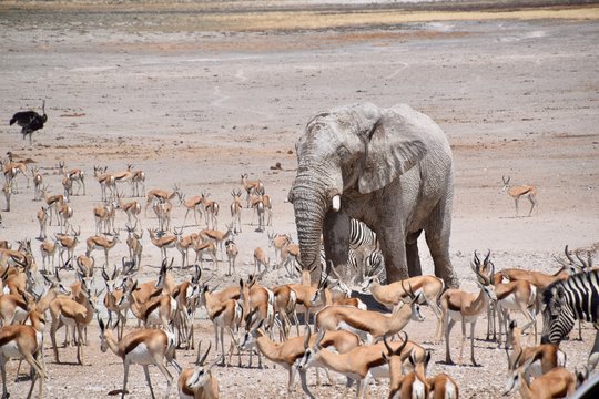 Wild lebende Tiere am Wasserloch - Elefant - Gnu - Zebra - Springbock - Giraffe