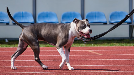 Amstaff spaceruje po bieżni © Rajtar photography