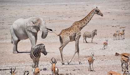 Fototapeta na wymiar Wild lebende Tiere am Wasserloch - Elefant - Gnu - Zebra - Springbock - Giraffe