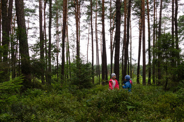 Wycieczka z dziećmi do jesiennego lasu.