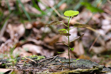 Roślinność pospolita w lesie w ujęciach z bliska.