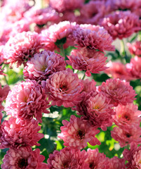 Розовые хризантемы