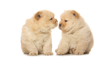 chow-chow puppies