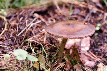 Grzyb w lesie, rozmyte tło. Zdjęcie z bliska.