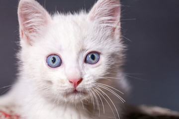 Beautiful little clean white kitten on a colored cushion