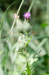 Oset w ujęciu makro.
