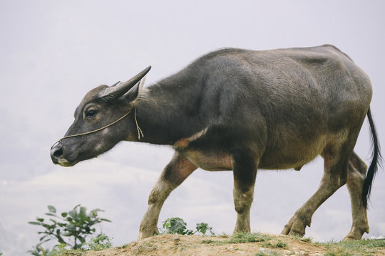 Water buffalo domesticated for livestock