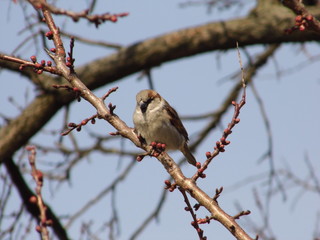 Obraz premium bird