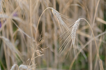 Źdźbła pszenicy rosnące na polu. © Rajtar photography