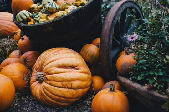 Autumn still life