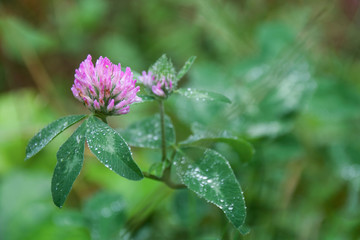Koniczyna wyizolowana z tła, rosnąca na łące.