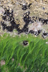 Algen auf Stein / Fels (Close Up / Makro)