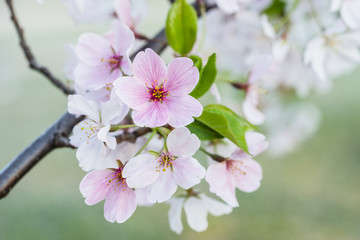 Cherry Blossom Macro
