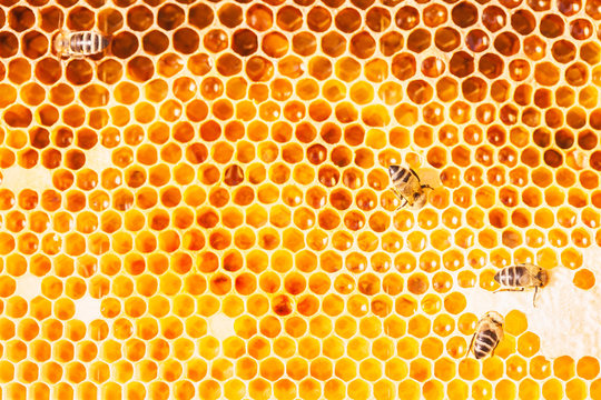 Honeybees at Work
