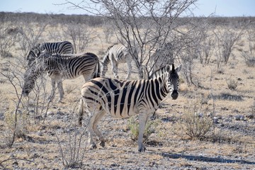 Steppenzebra Namibia