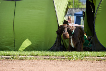 Duży brązowy pies na wystawie psów rasowych organizowanej latem. © Rajtar photography