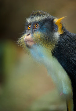 Wolf's Mona Monkey