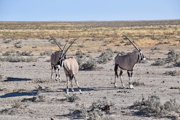 Gemsbock - Namibia - Wilde Tiere