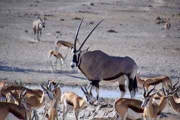 Gemsbock - Namibia - Wilde Tiere