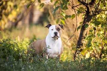 american staffordshire terrier dog portrait