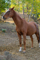 Obraz premium Cavallo al prato