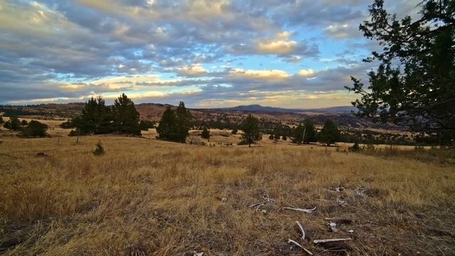 Dead deer bones skeleton in field near western juniper on ranch