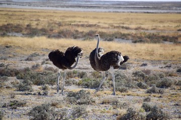 Naklejka premium Strauß