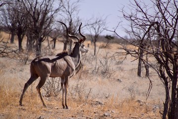Kudu