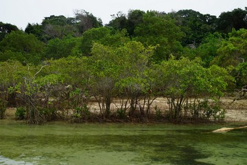 Mangroves on the beach of Mogo Mogo island, Saboga, Panama