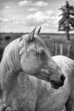 White Horse in profile